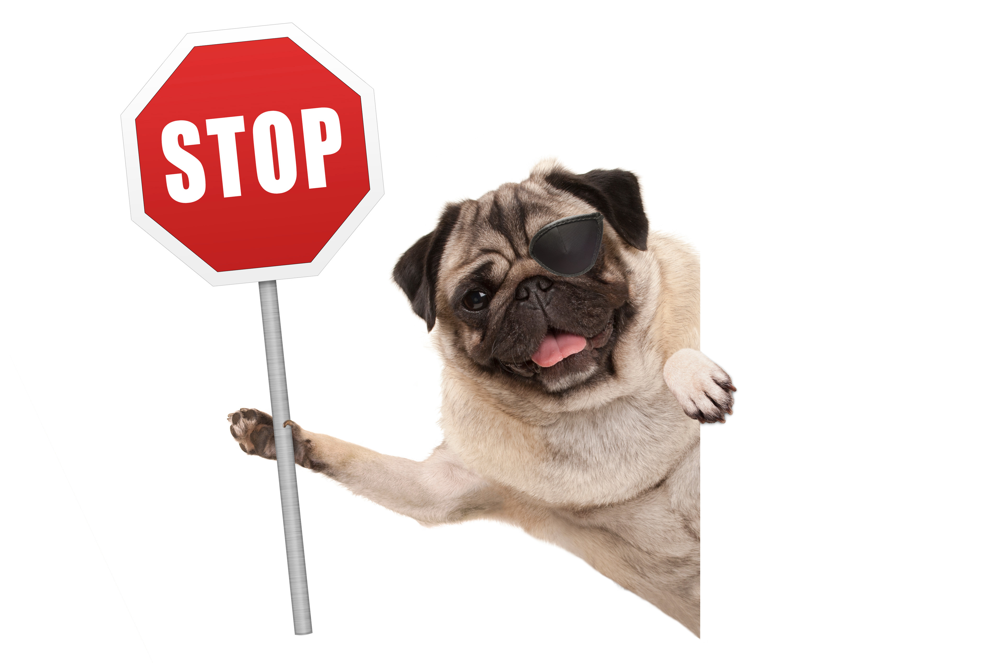 Blind Pug Dog Taz holds up a stop sign. He REALLY doesn't want you to buy any of these products.
